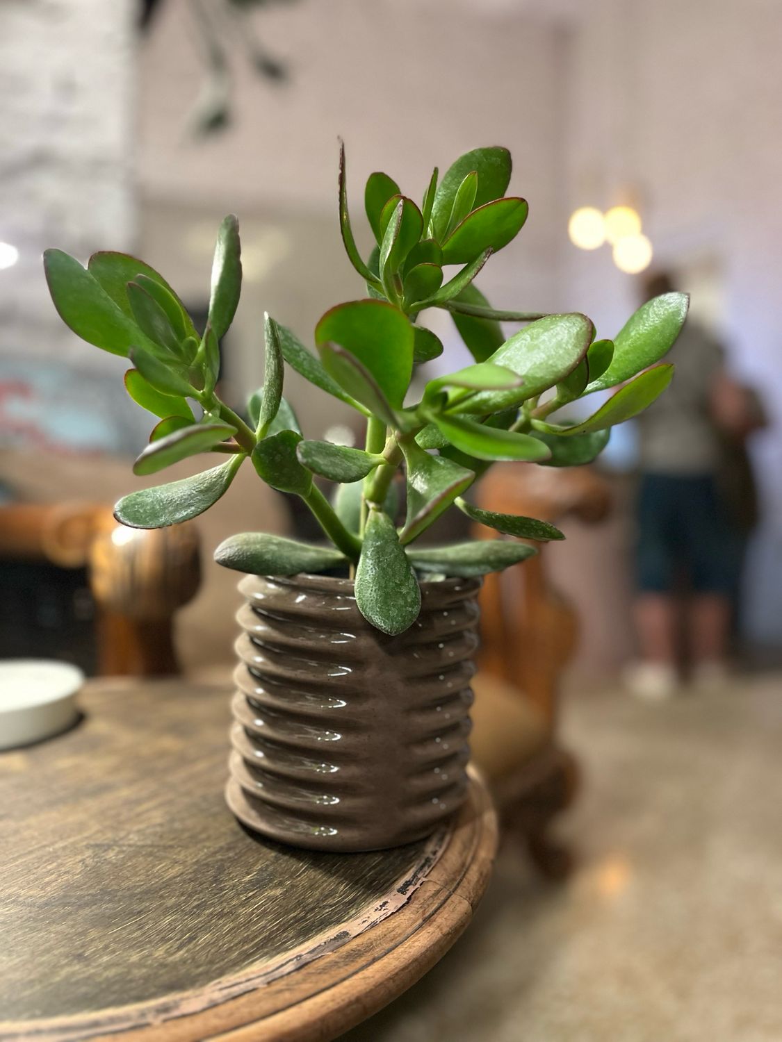Árbol de Jade