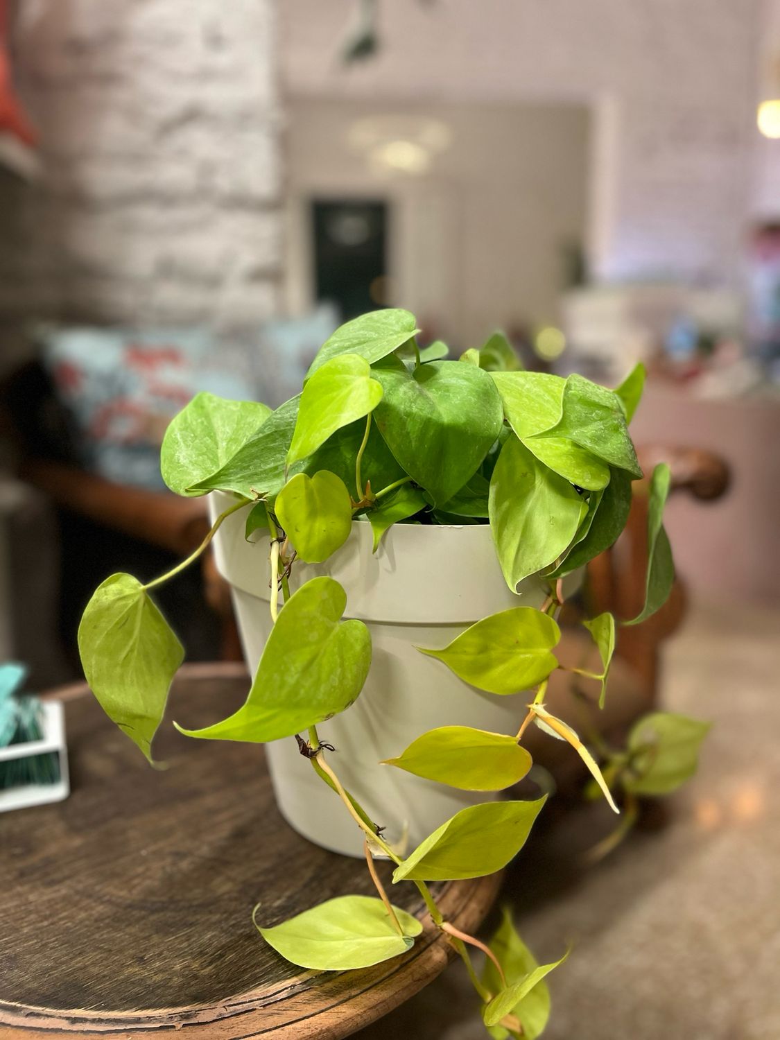 Philodendron cordatum