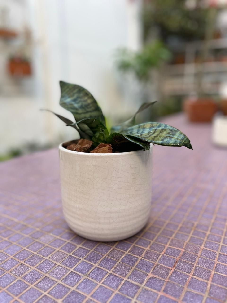 Maceta cerámica Off White - Tamaño 14 x 13 cm