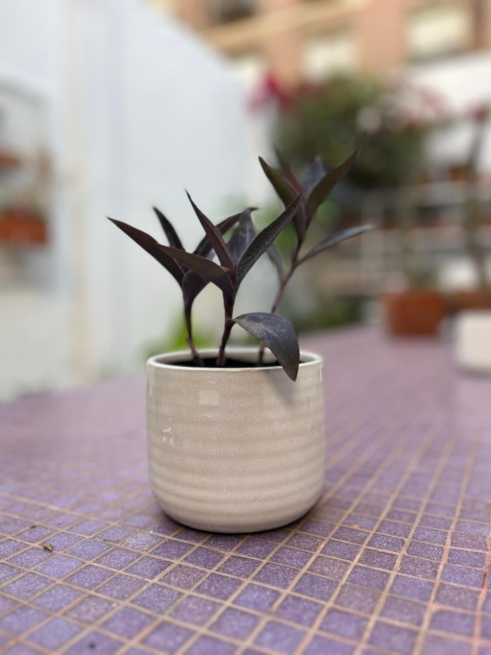 Maceta Cerámica - Off White pequeña