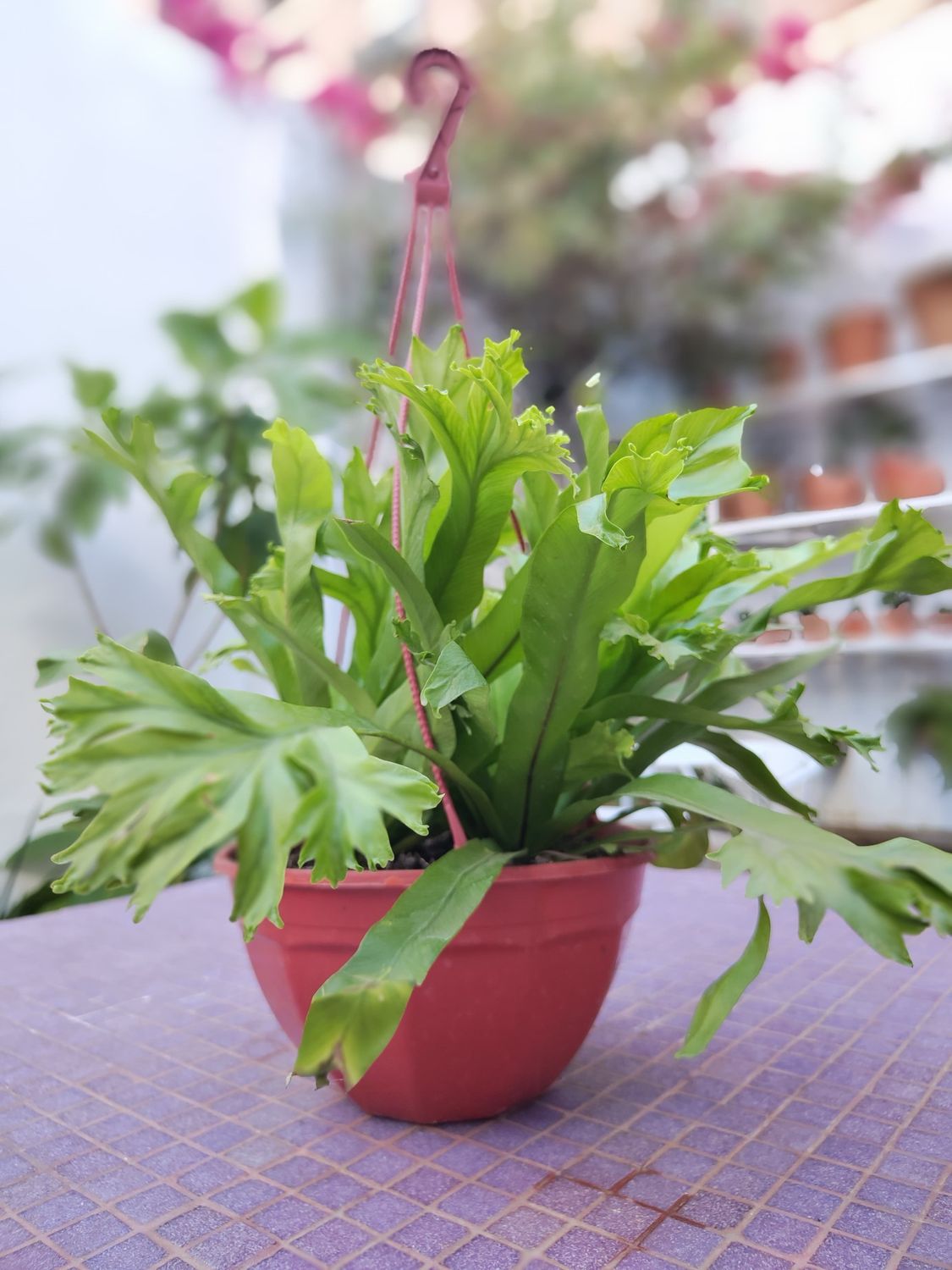 Planta helecho nido de ave rizado