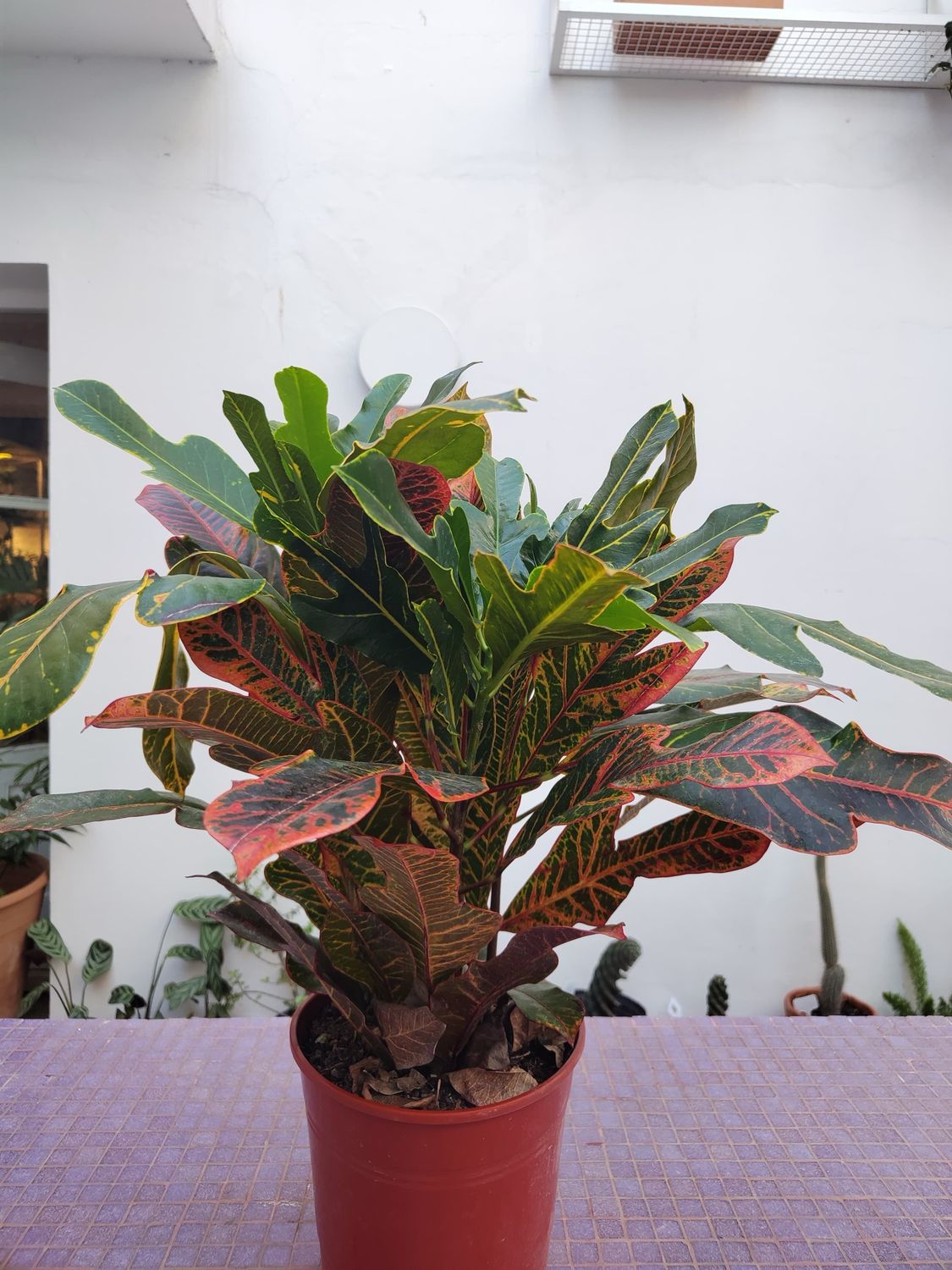 Planta Croton
