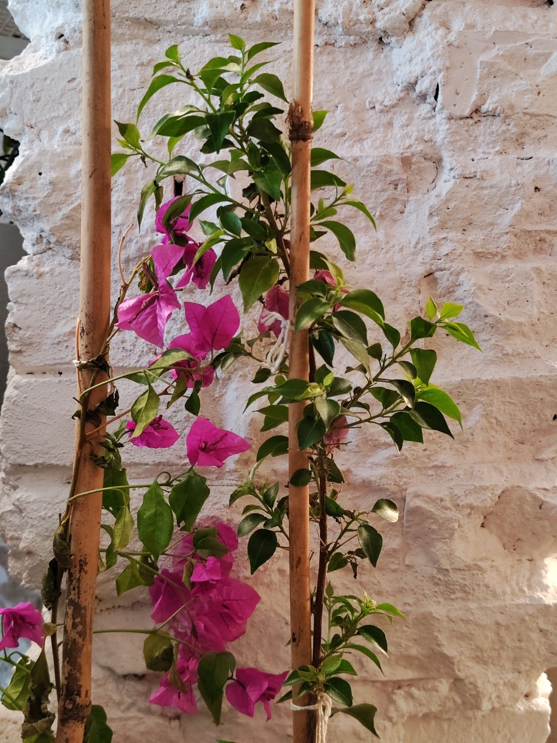 Planta Santa Rita Chica