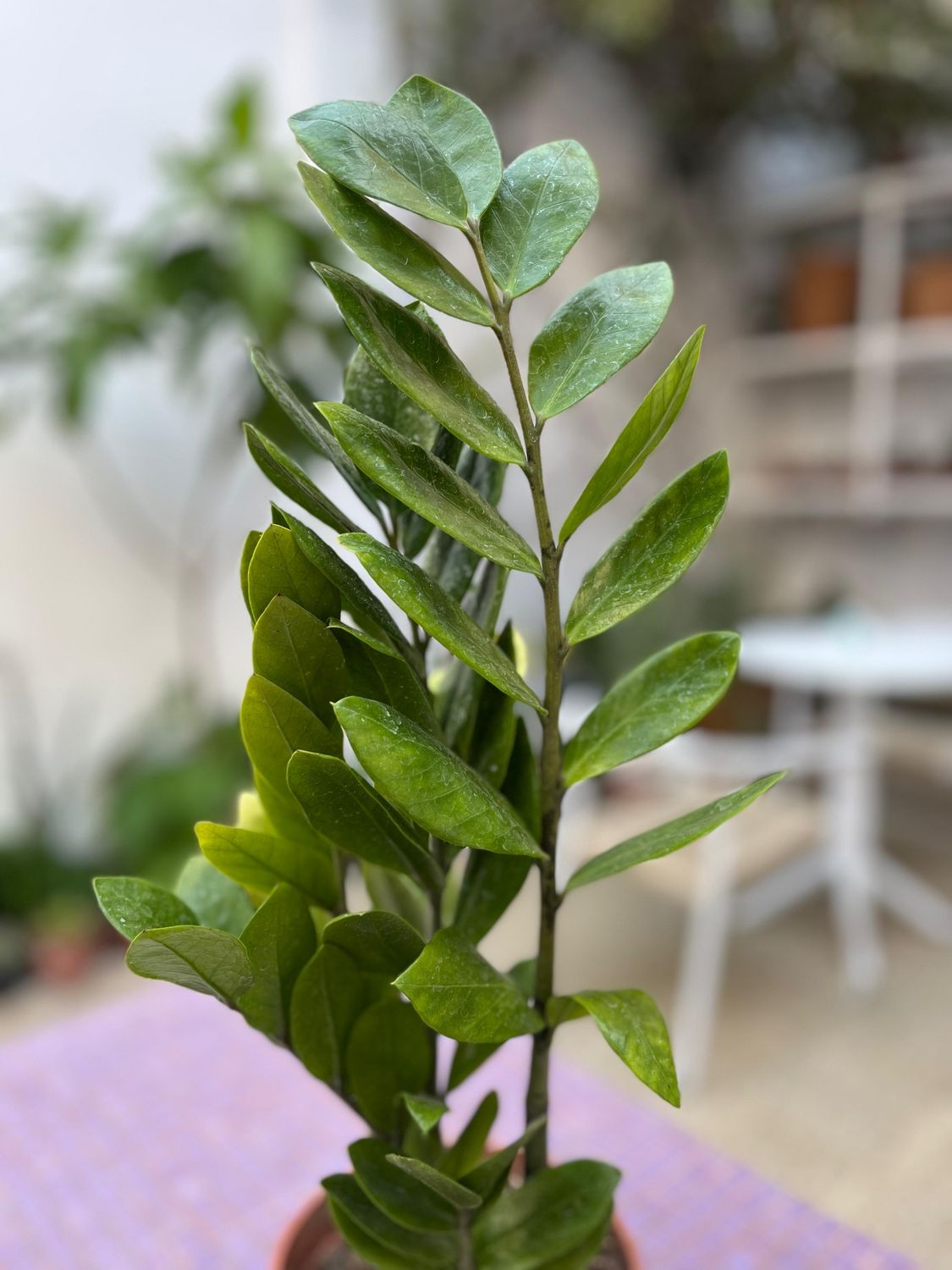 Planta Gema de Zanzibar chica