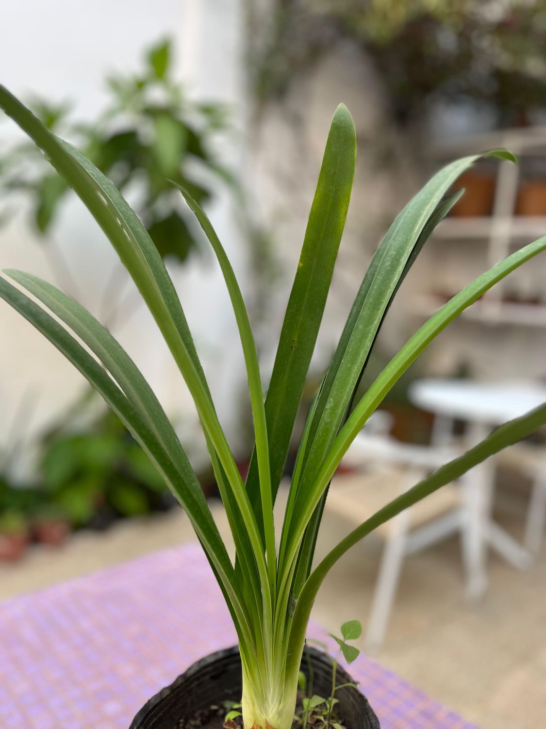 Planta Agapanto