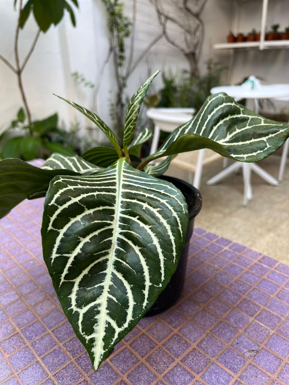 Planta Aphelandra Verde