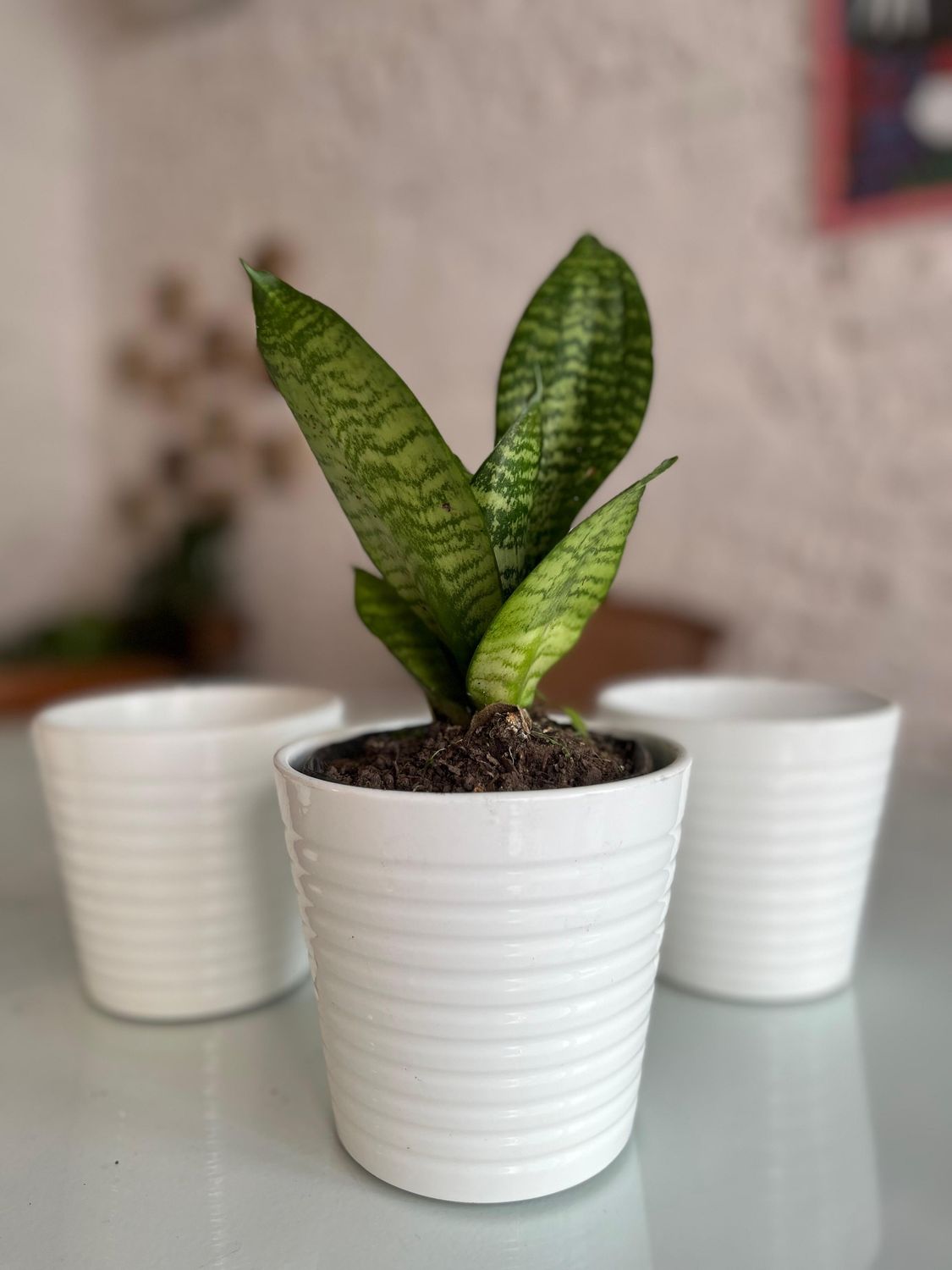 Maceta Cónica Blanca