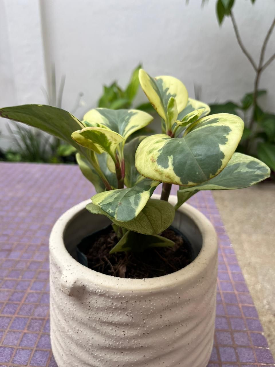 Planta Peperomia