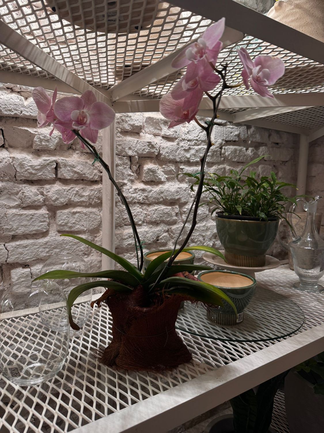 1131 Planta Orquídea L