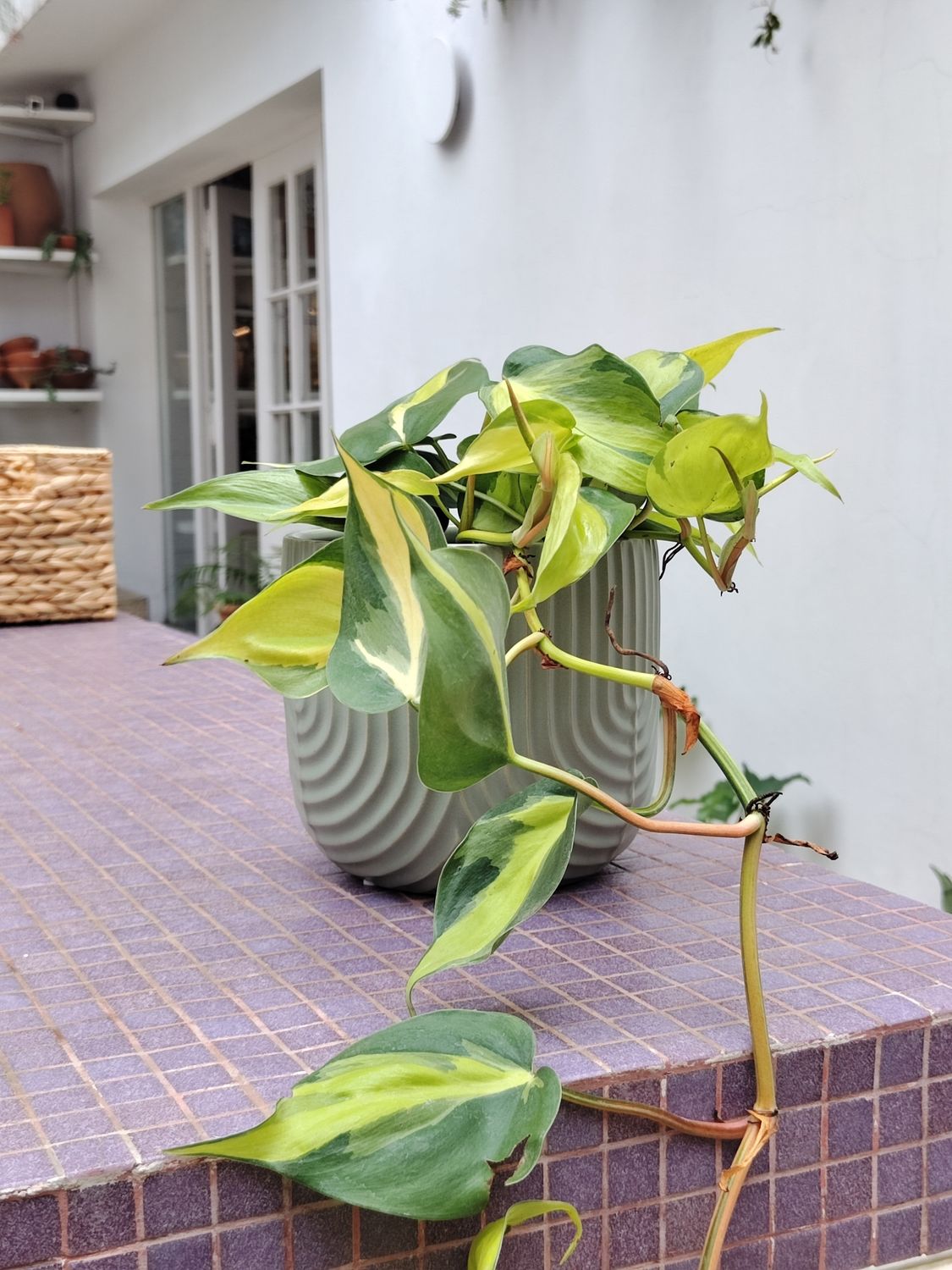 Planta Cortadum Brasil