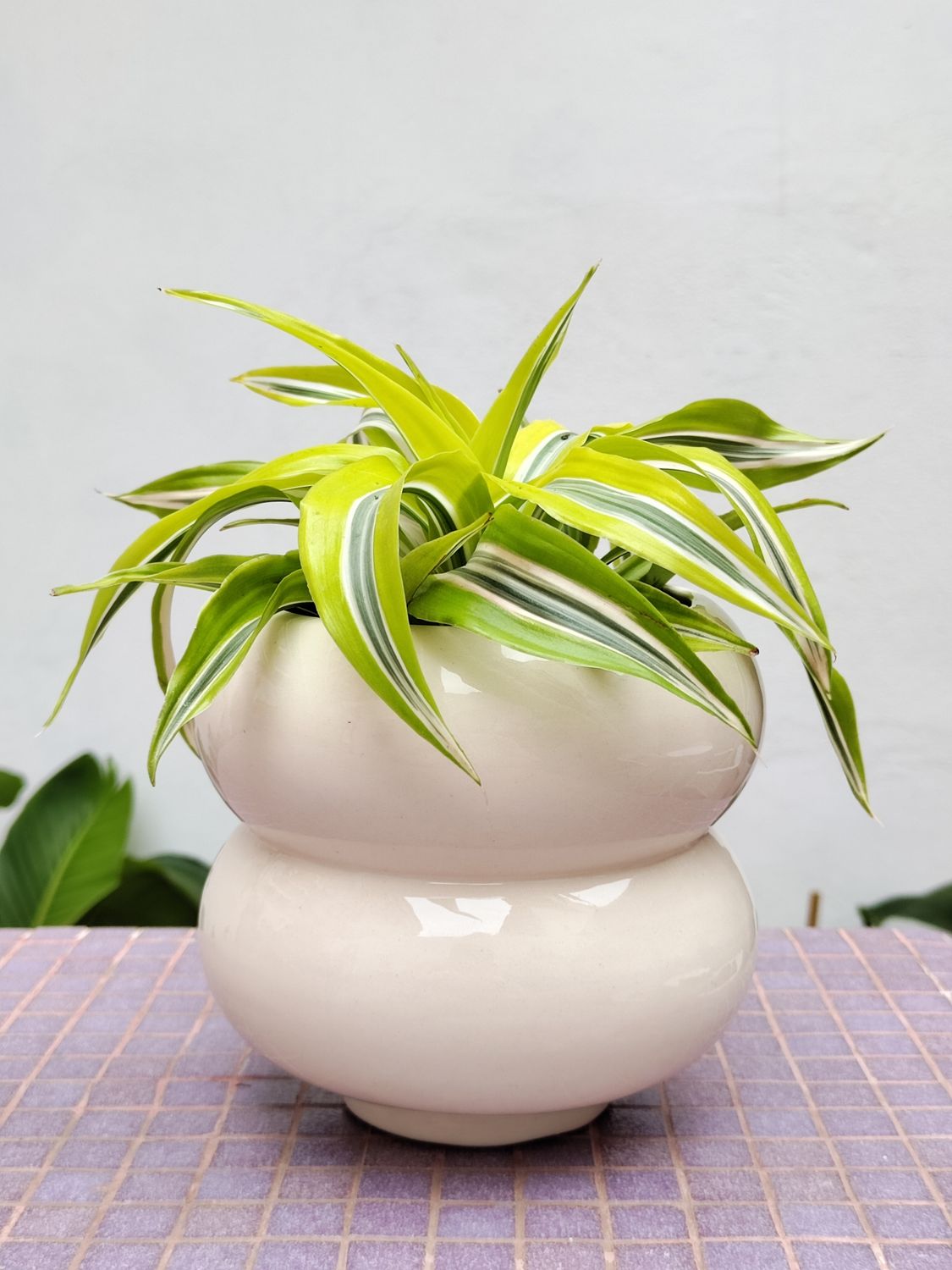 Dracena fragans