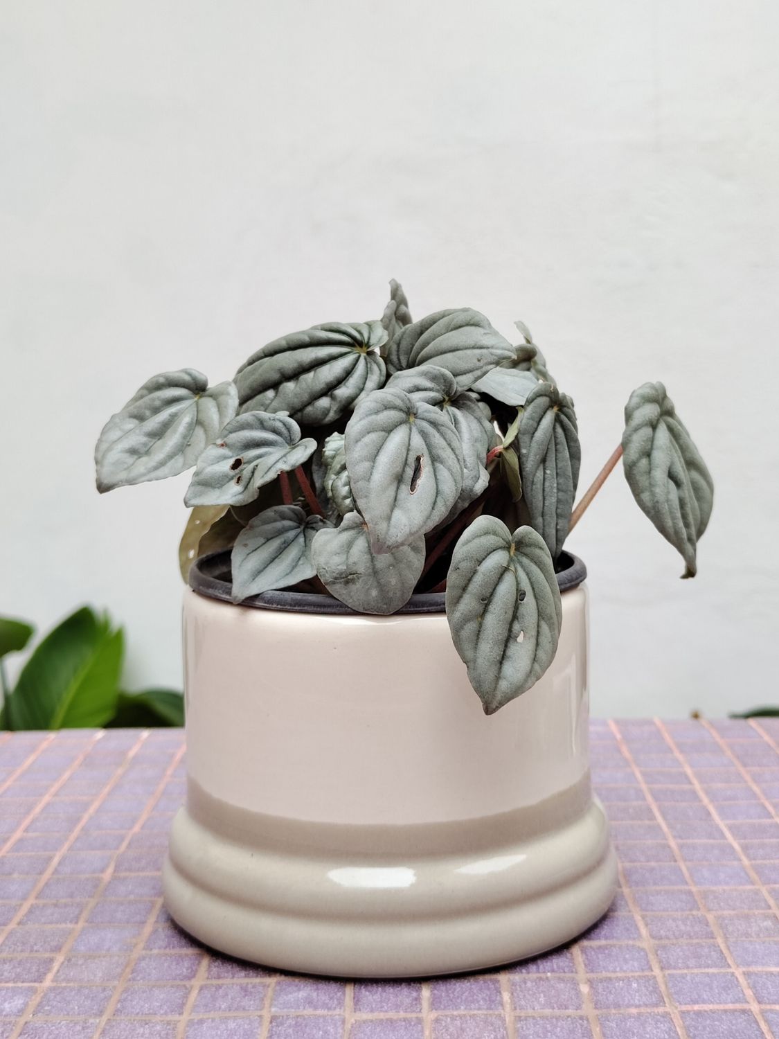 Peperonia Caperata