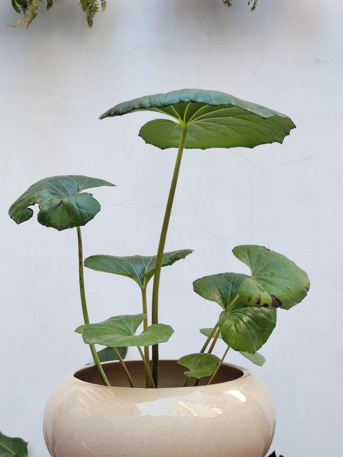 Planta Boina de Vasco