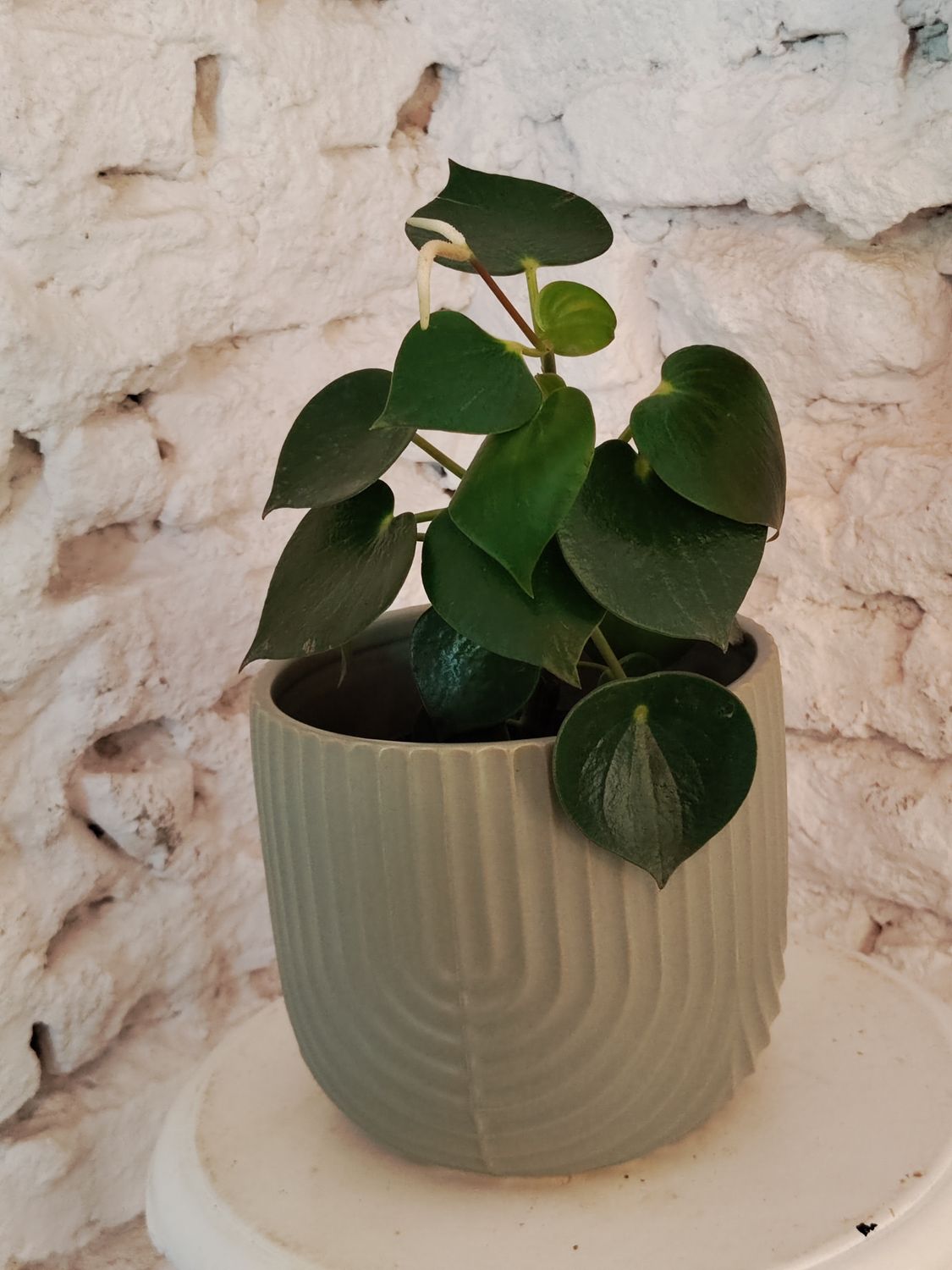 Planta Peperonia Polybotrya Gota de Lluvia