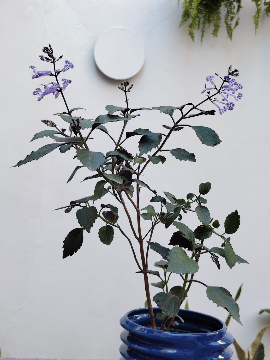 Planta Monalisa