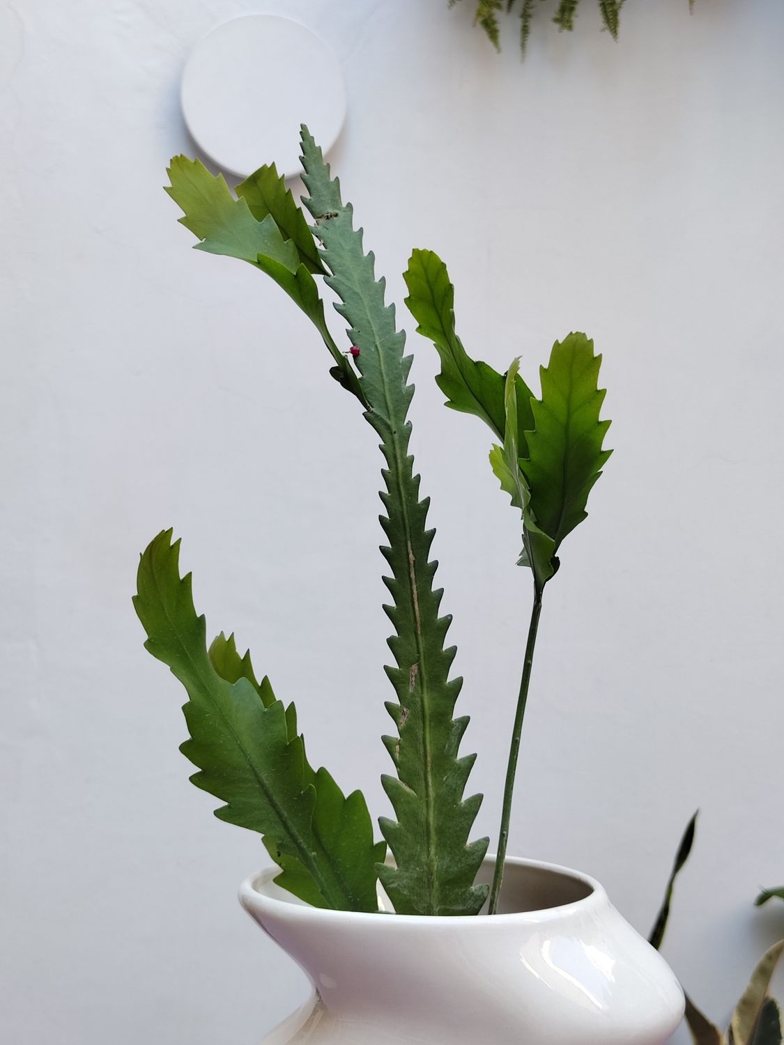 Cactus Espina de pescado