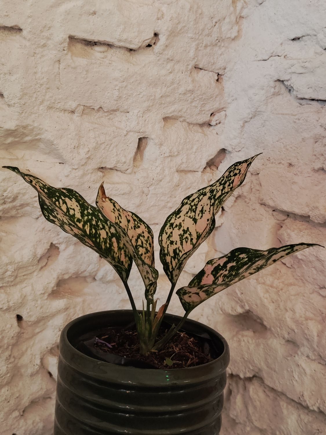 Planta Aglaonema
