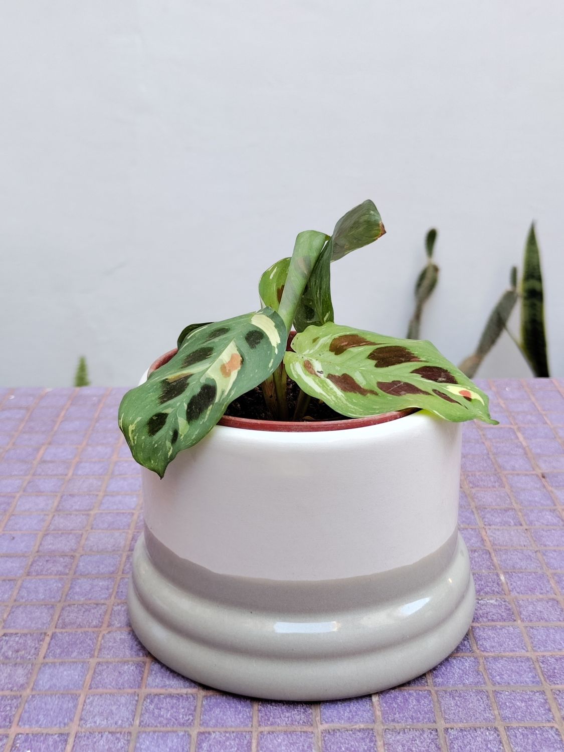 Planta Mareanta Variegata