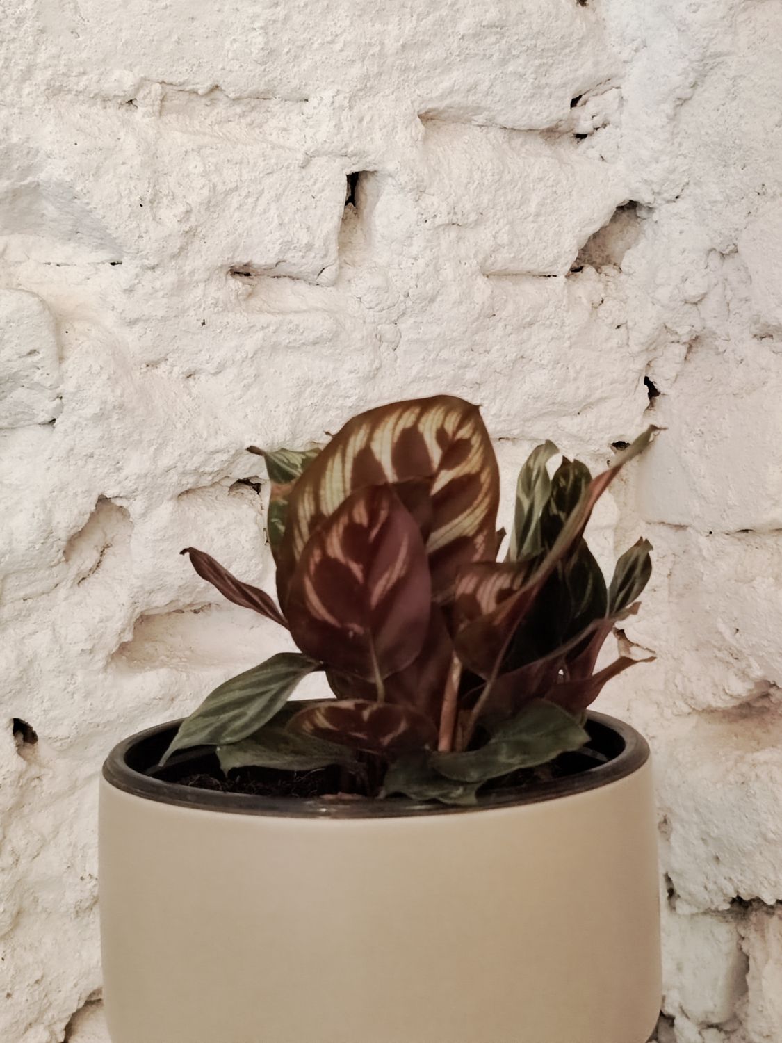 Planta Pavo Real