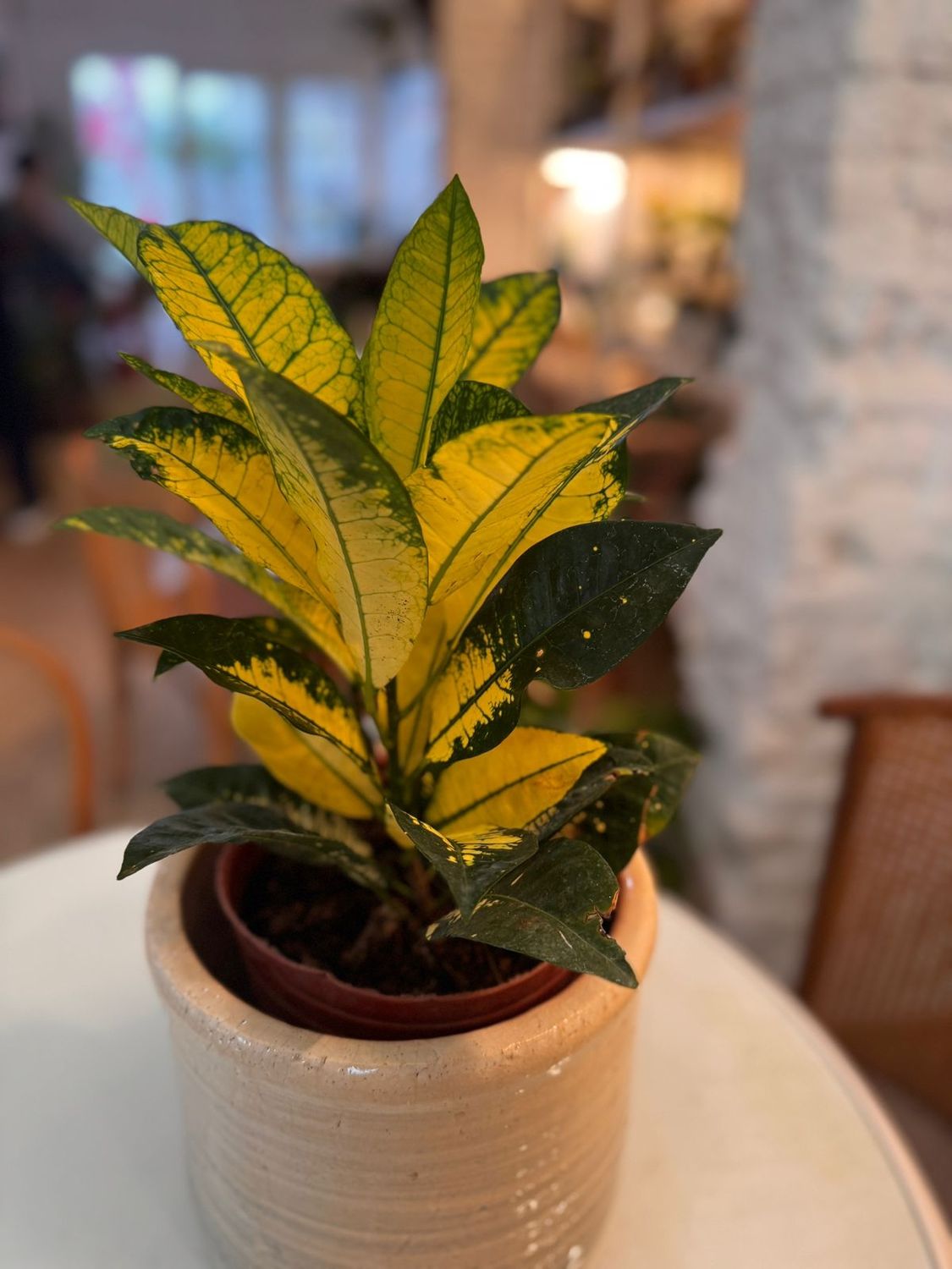 Planta Crotón Mediana