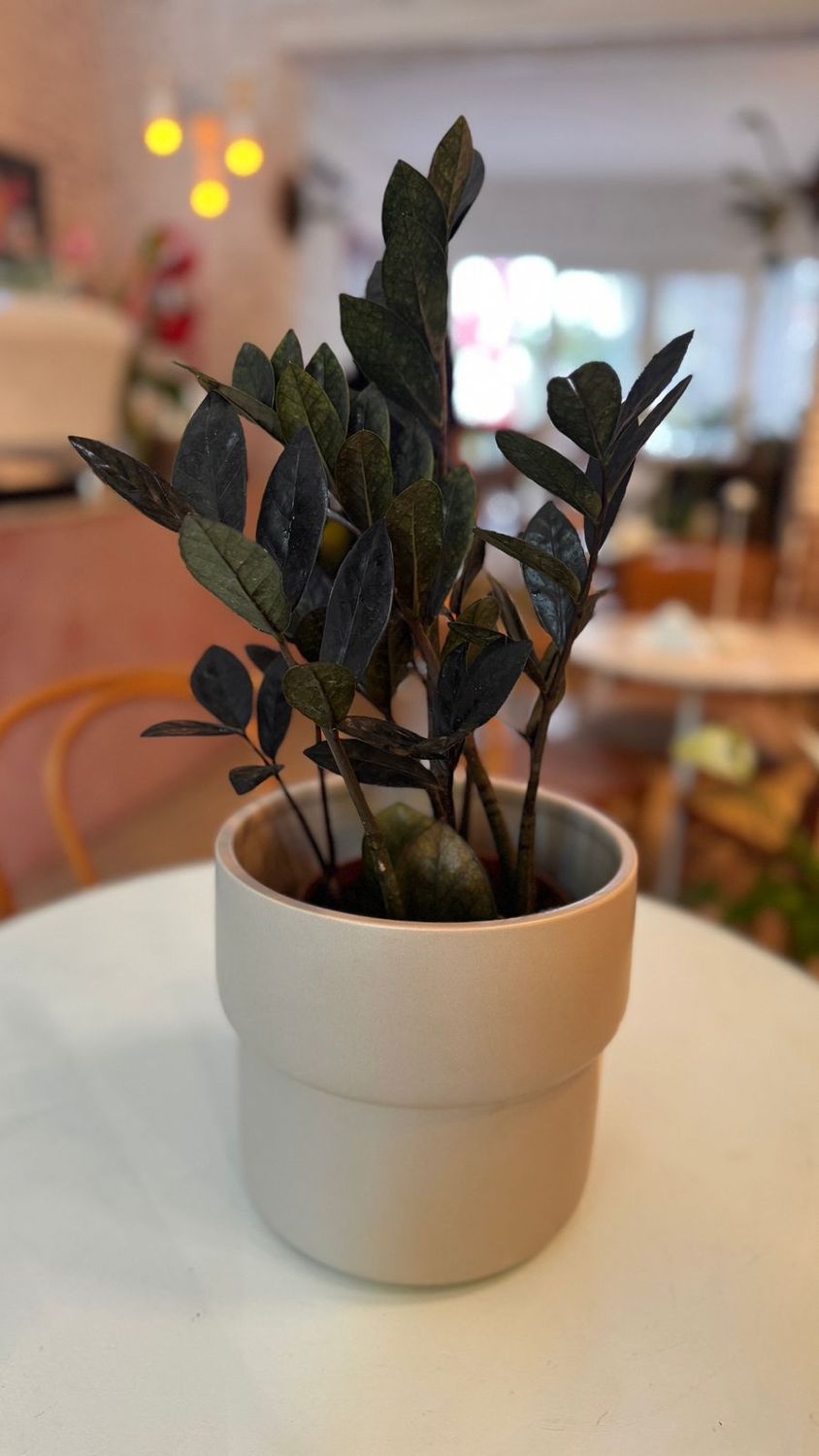 Planta Gema de Zanzíbar Negra