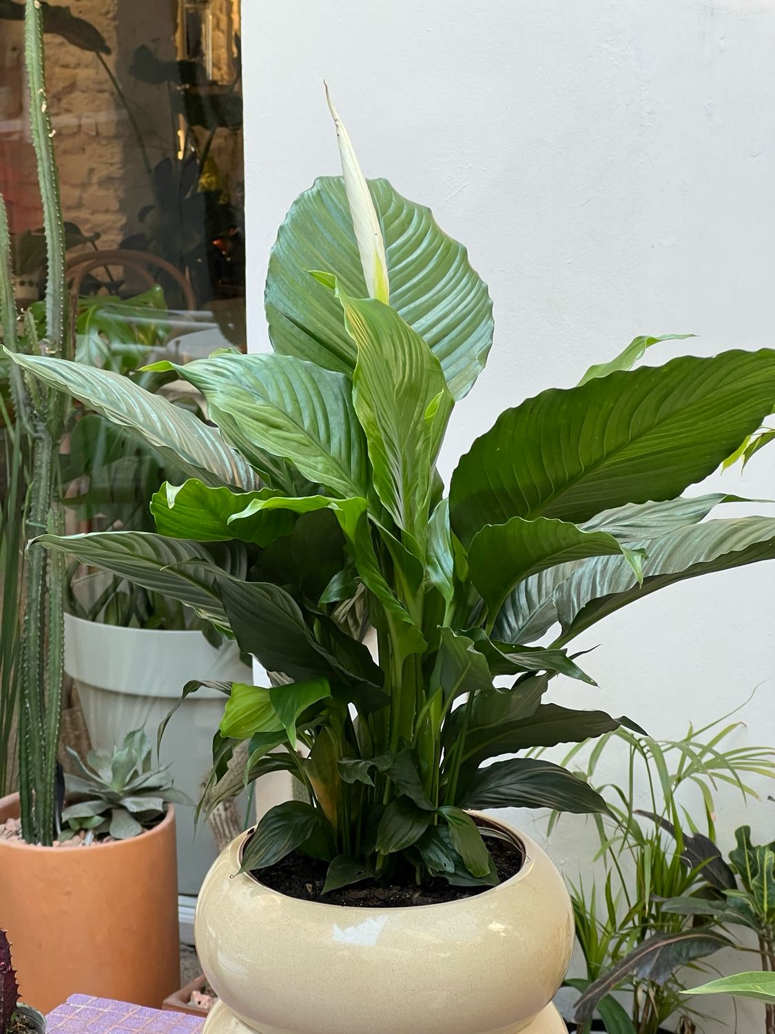 Planta Lirio de la Paz Grande