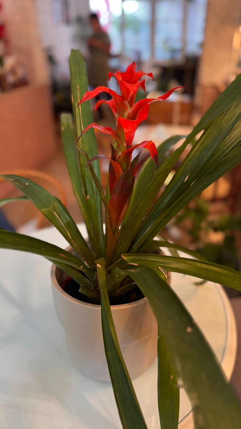 Planta Bromelia