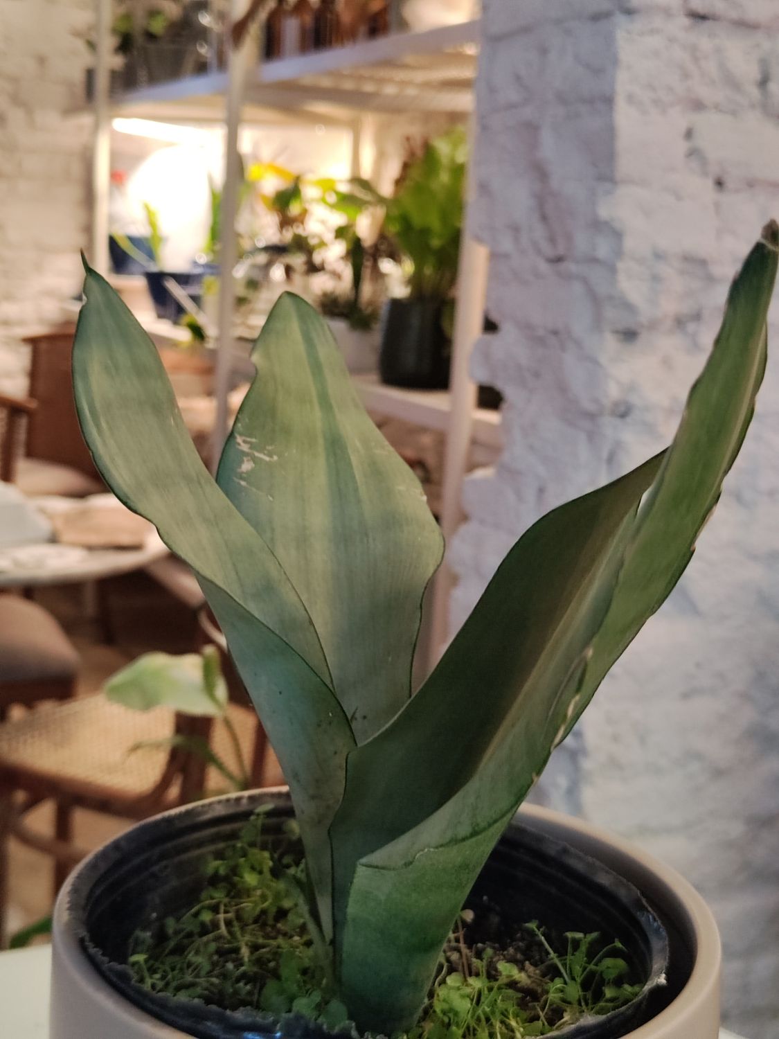 Planta Espada de San Jorge Plateada