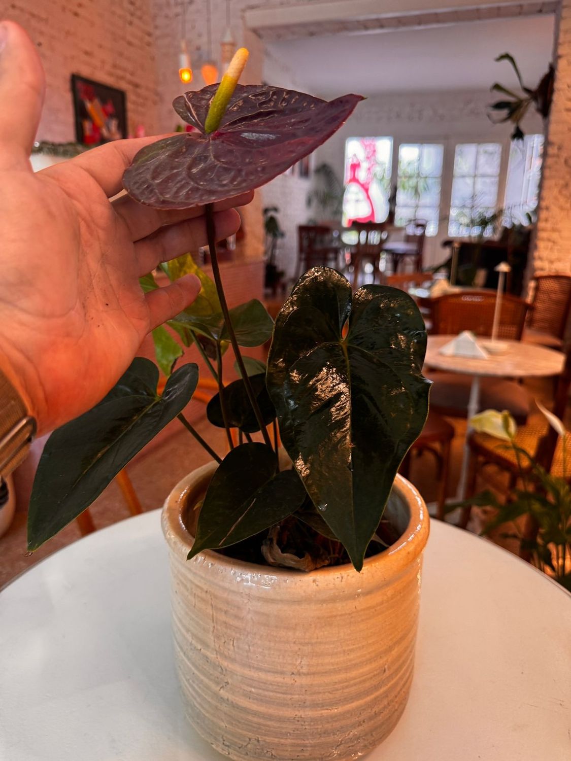 Planta Anthurium Negra/Blanca/Roja