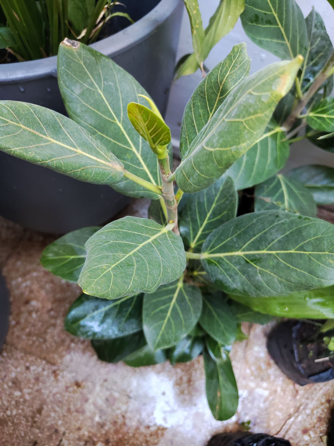 Planta Ficus Higuera de Bengala