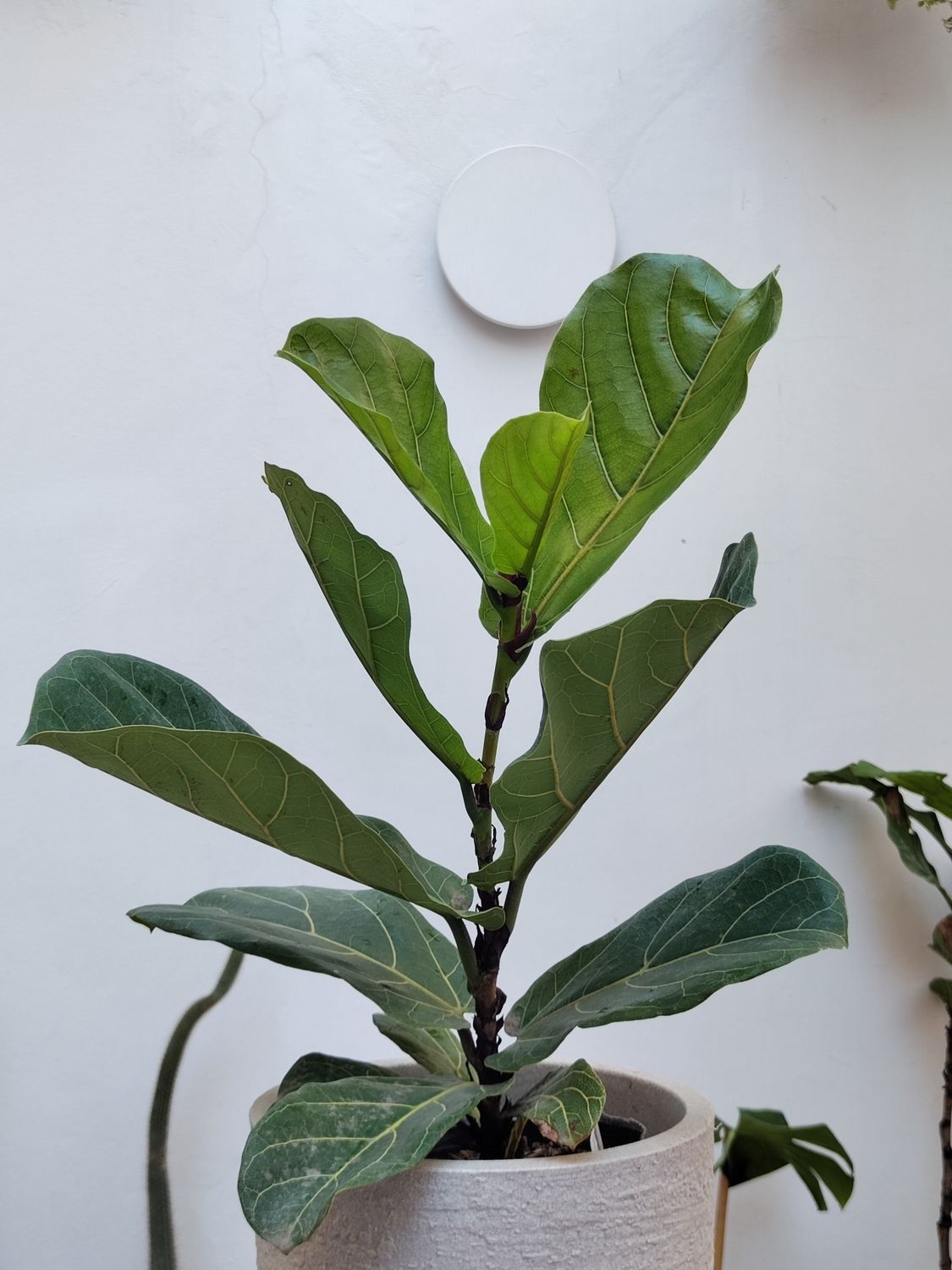 Planta Ficus Pandurata