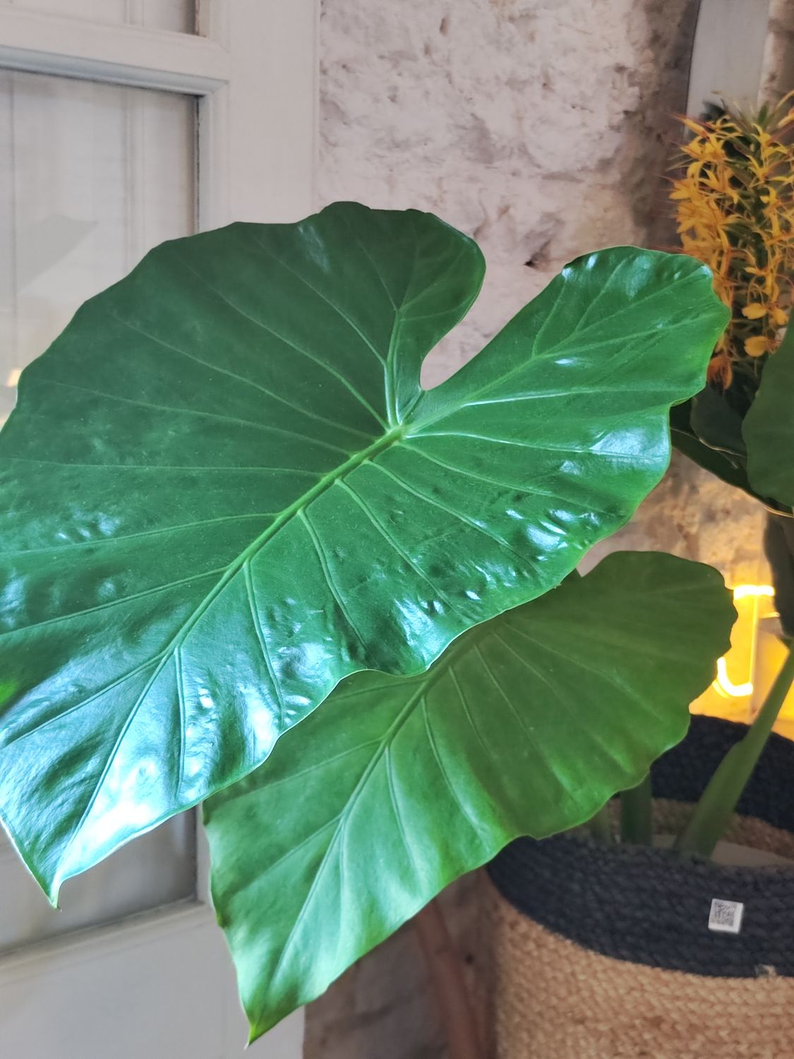 Planta Alocasia