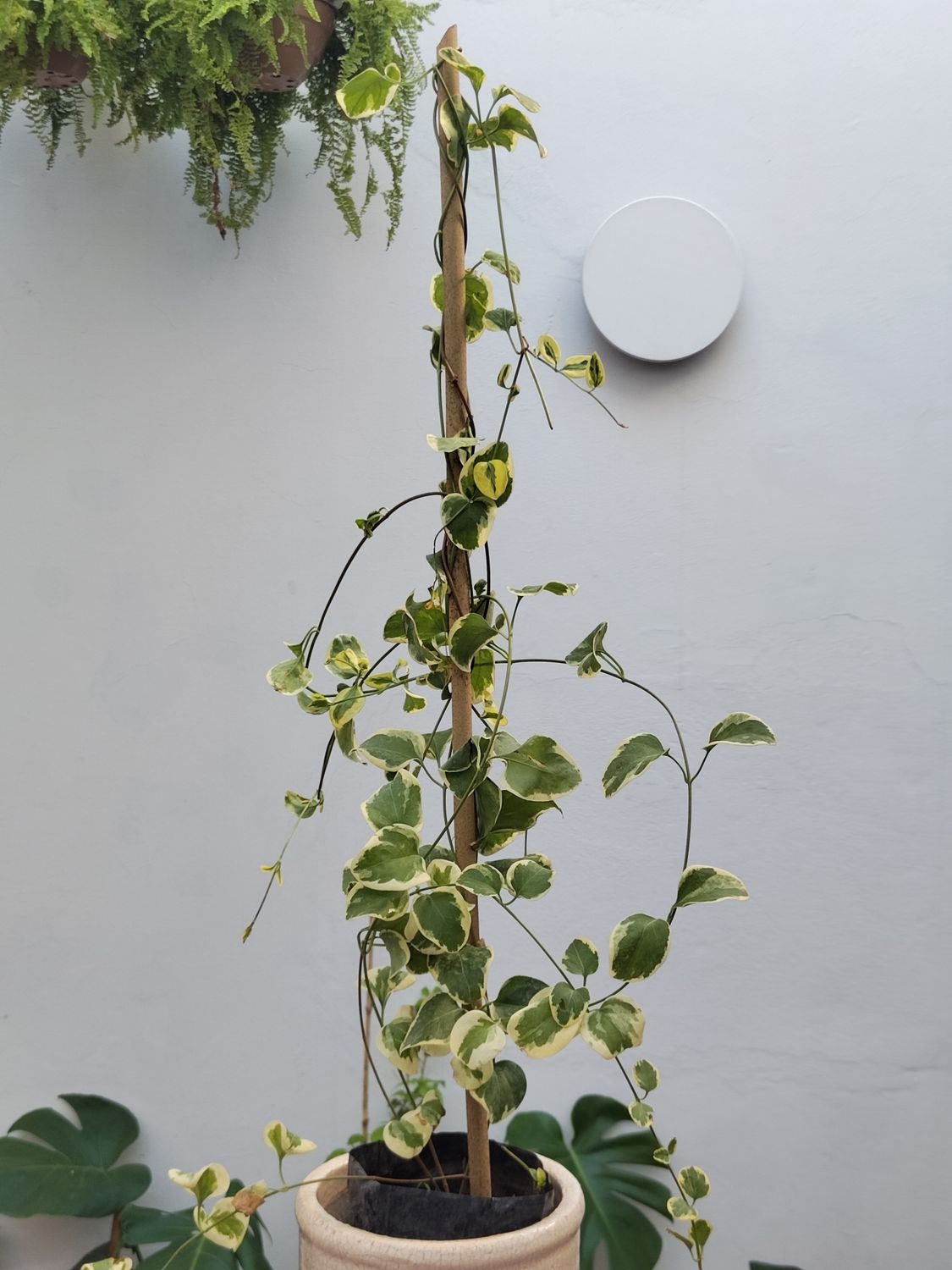 Planta Vinca Major Variegata