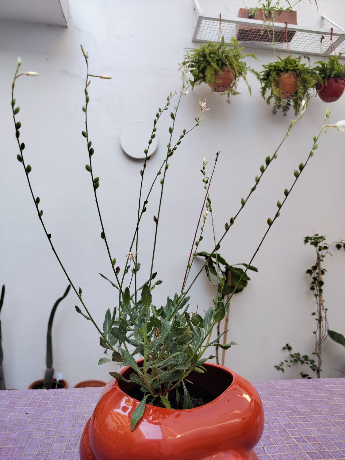 Planta Gaura Blanca