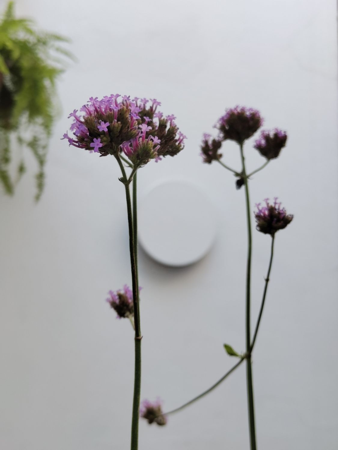 Planta Verbena Bonariensis