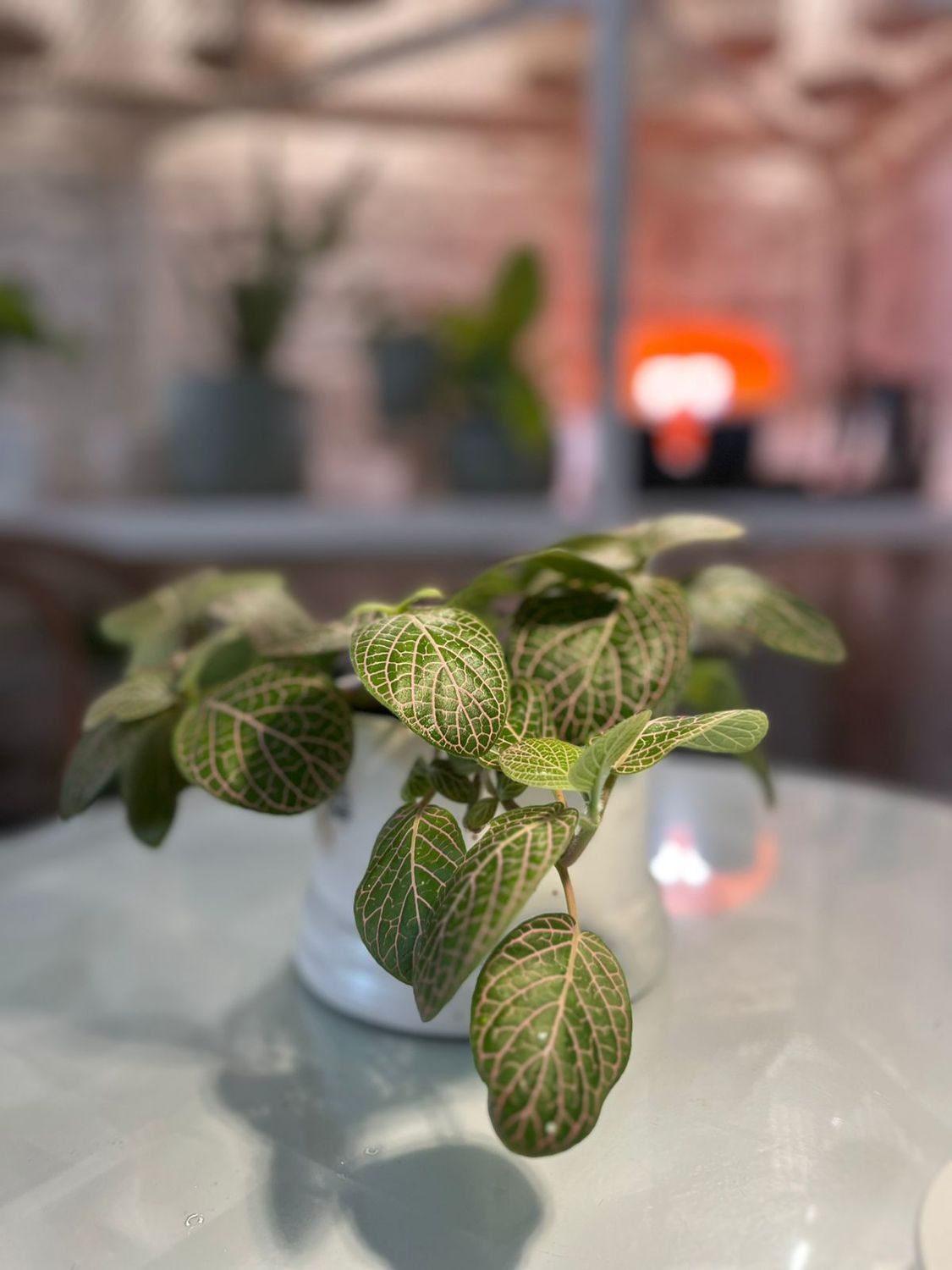 Planta Fitonia
