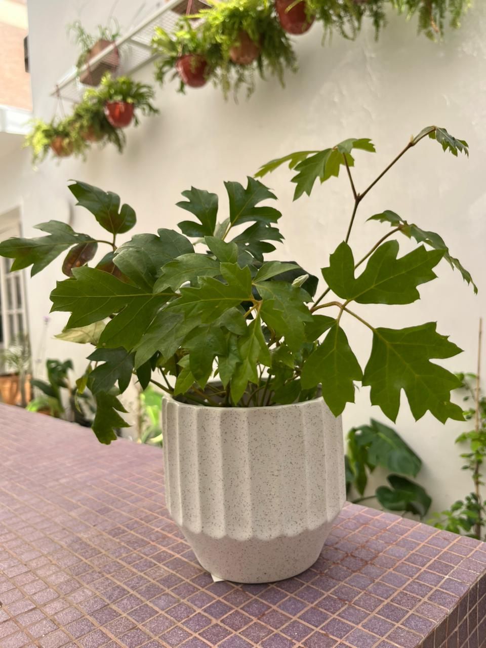 Planta Cissus