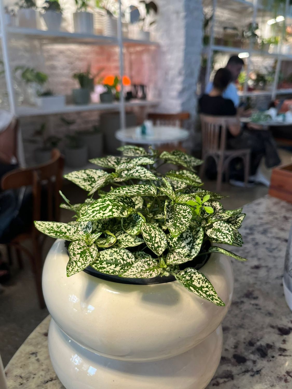 Planta Hypoeste Pintor