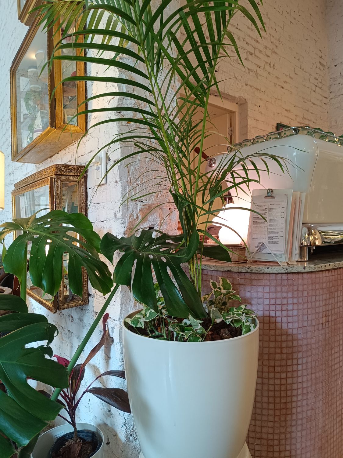 Combo Maceta Marfil L + Areca+ potus blanco