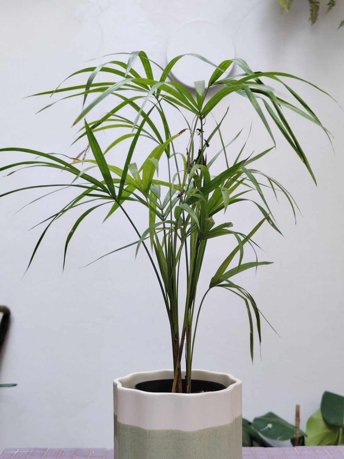 Planta Palmito