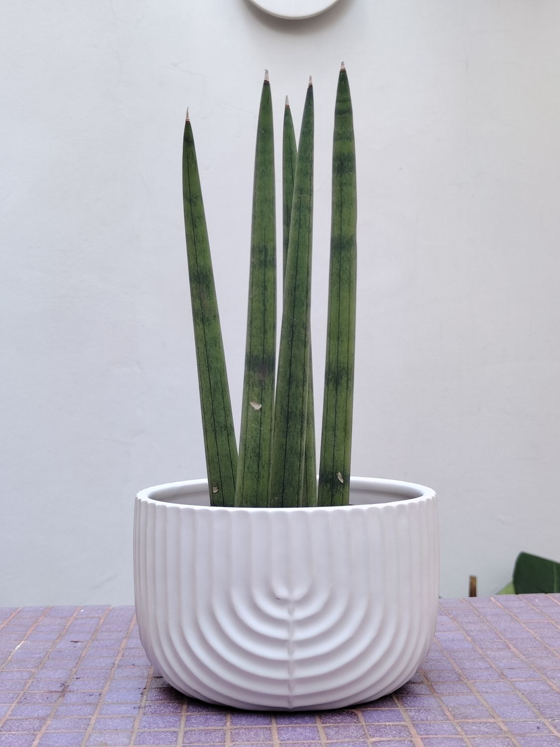 Planta Dracaena Cilindrica