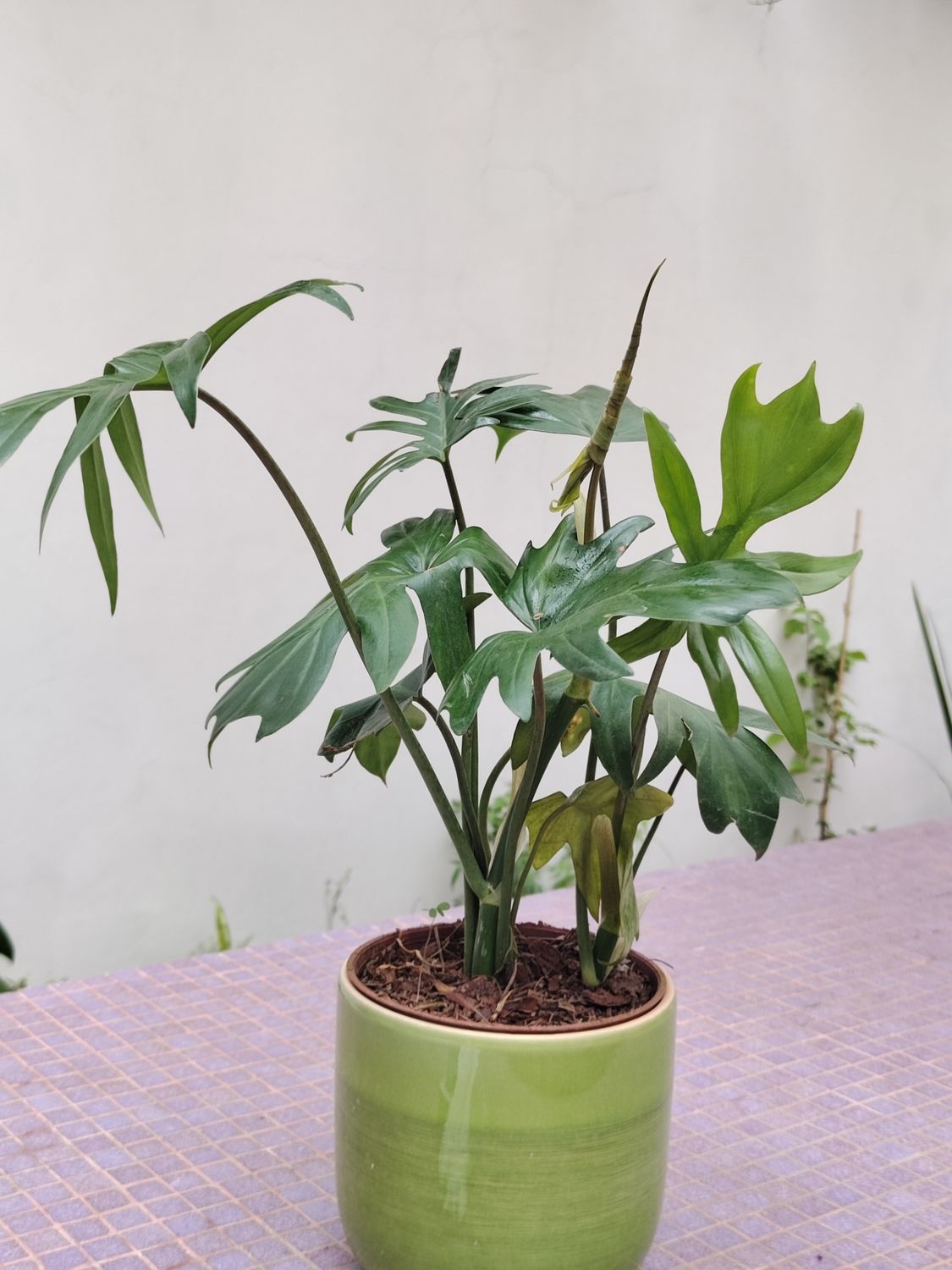 Filodendro Elegans