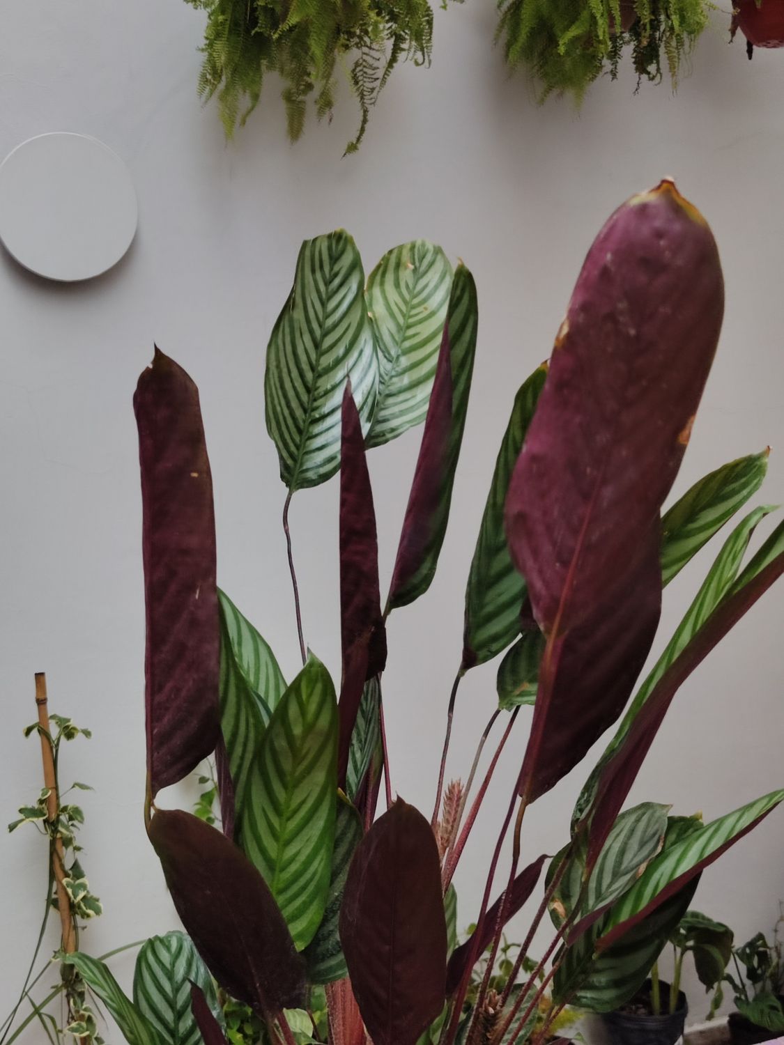 Calathea de la oración