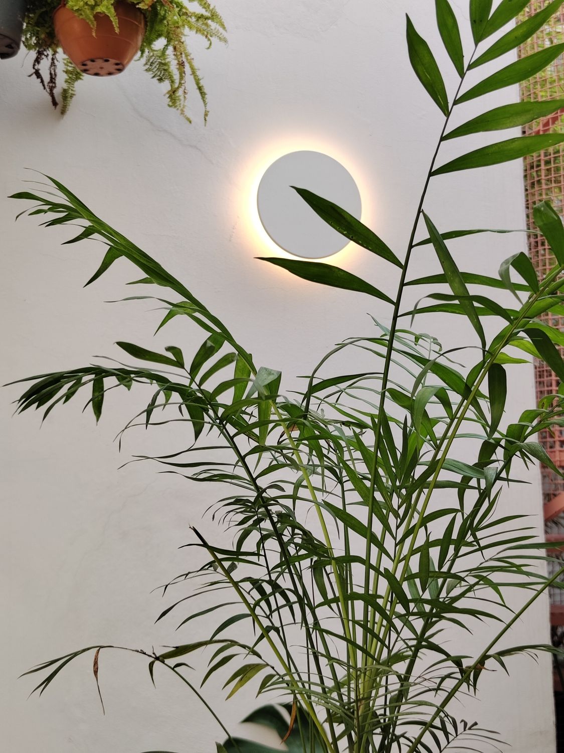 Palmera de salón Chica