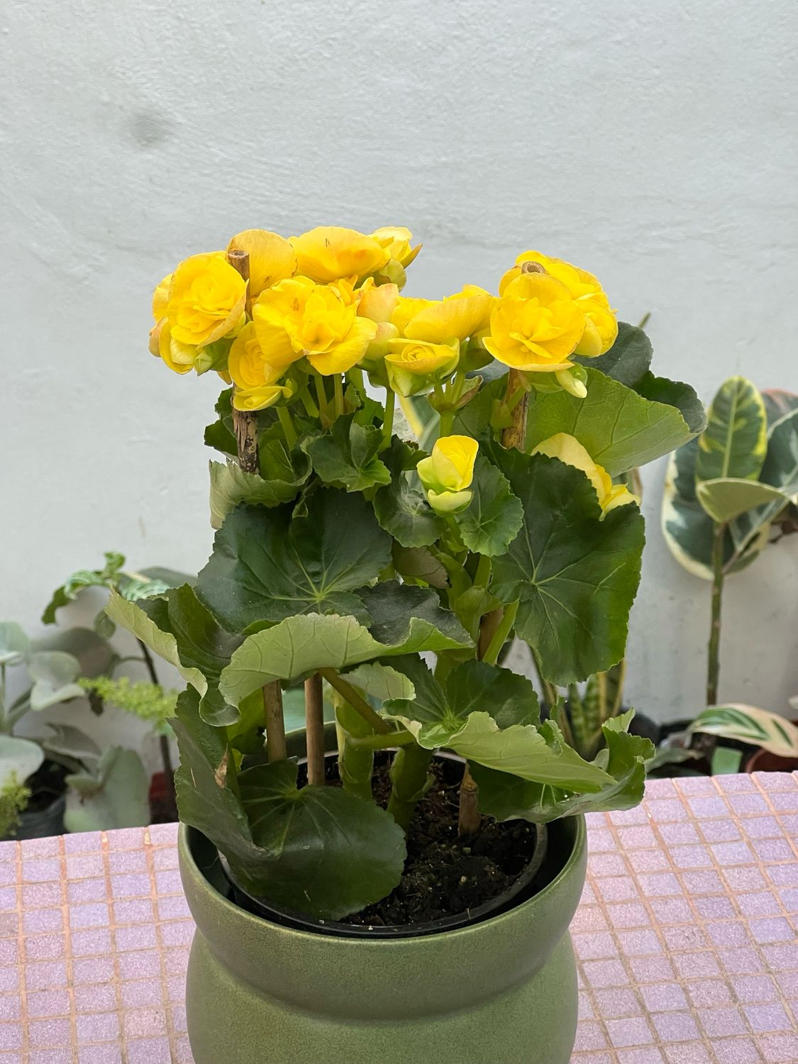 Begonia Elatior