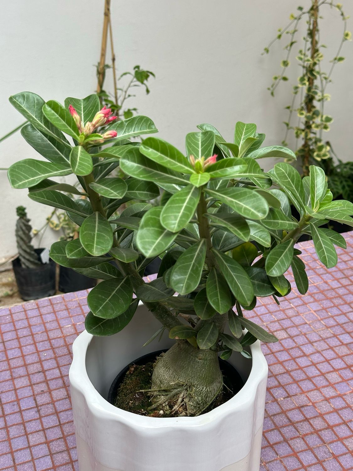 Planta Rosa del Desierto