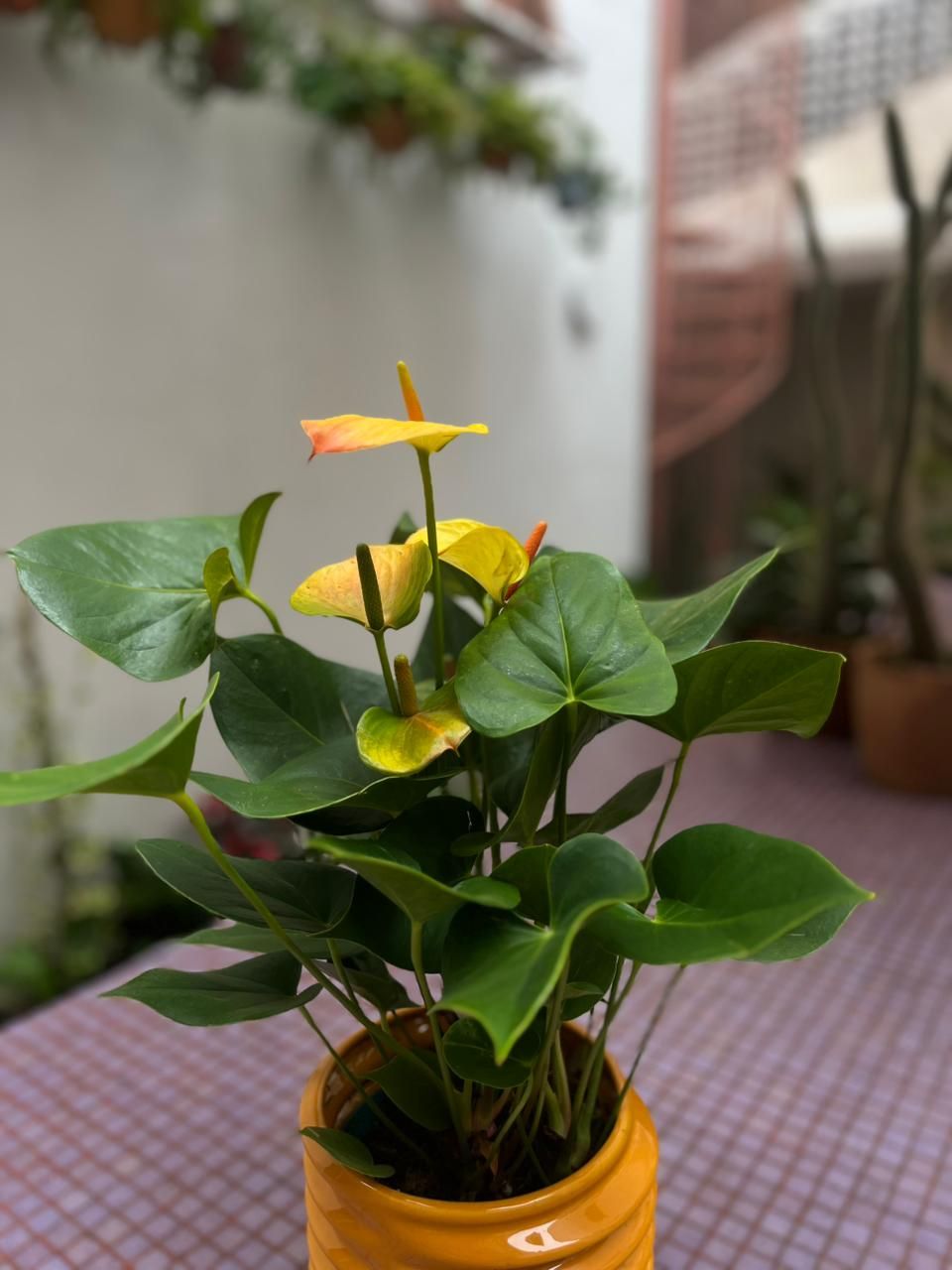 Flor de Flamenco Amarilla