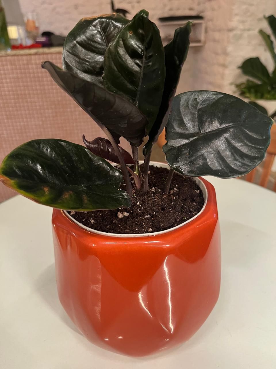 Alocasia Infernalis