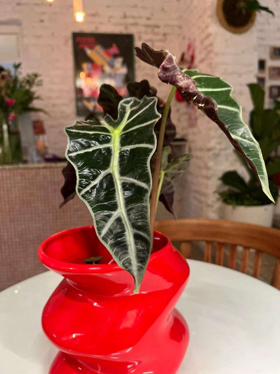 Alocasia Joklim