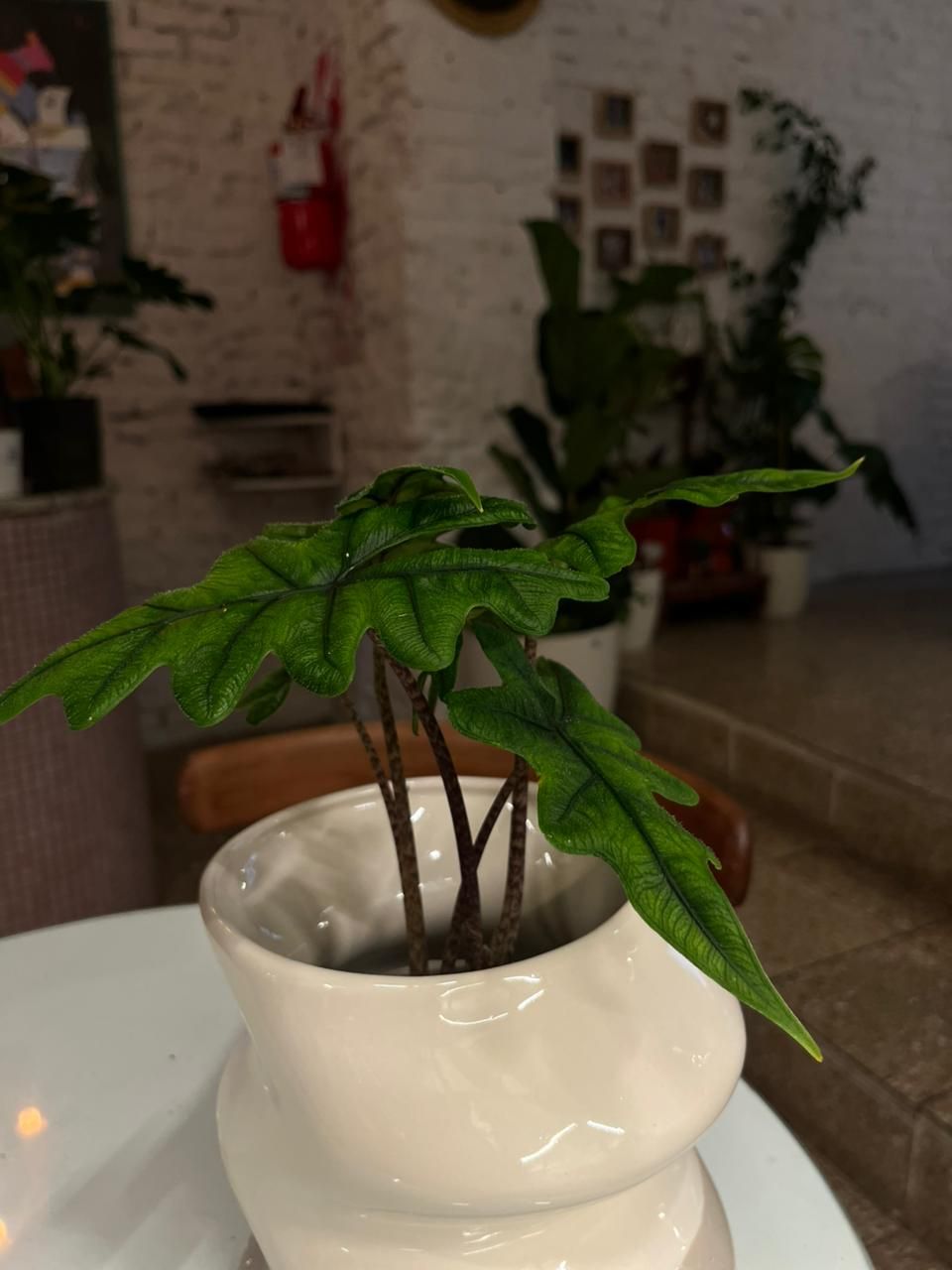 Planta Alocasia Amazonica